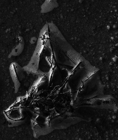 Foam_spider