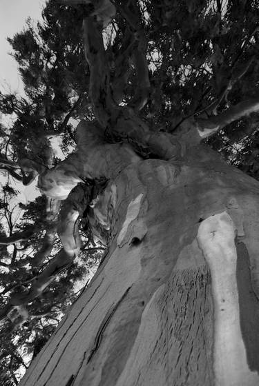 Arbre