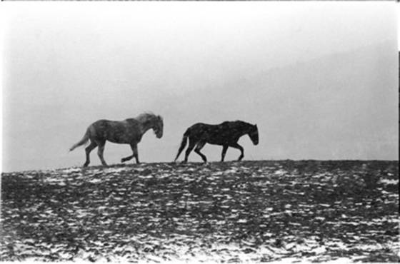 Horses_running