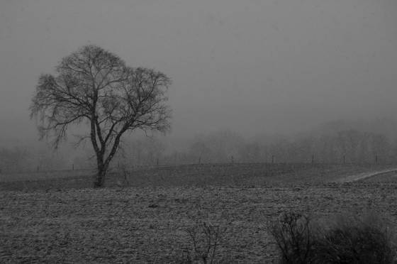 Tree_in_snow