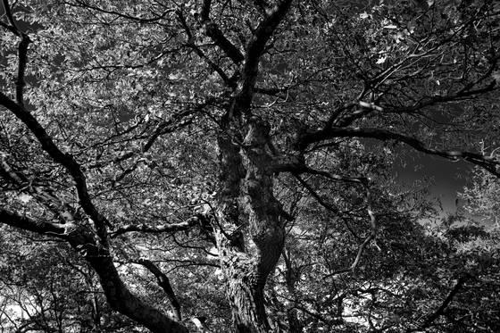 Untitled_1