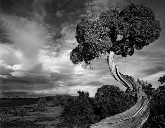 Gnarled_juniper