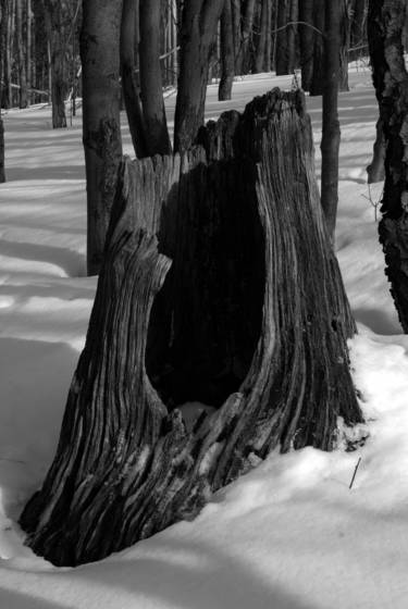 Stump