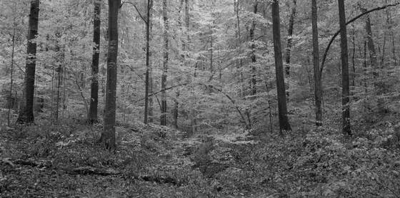 Fall_1