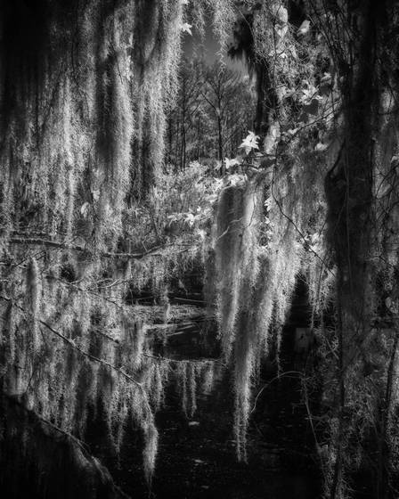 Treebeard_window