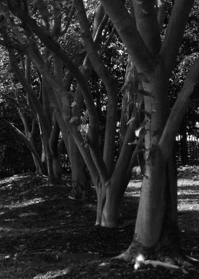 Heart_trees
