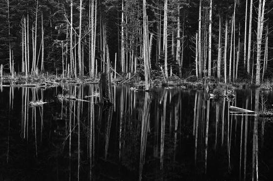 Forest_mirror