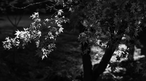Japense_garden