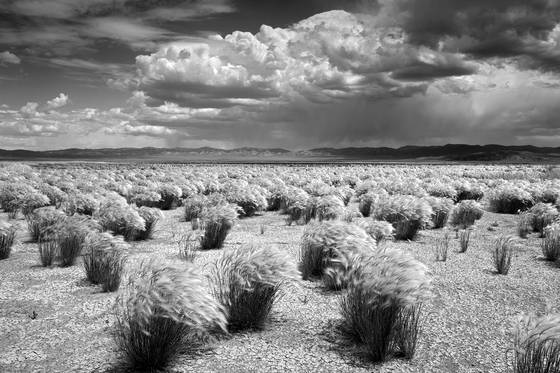 Desert_grass