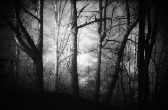 Marshall_woods