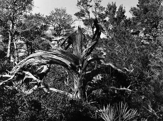 Coastal_sand_pine__destin
