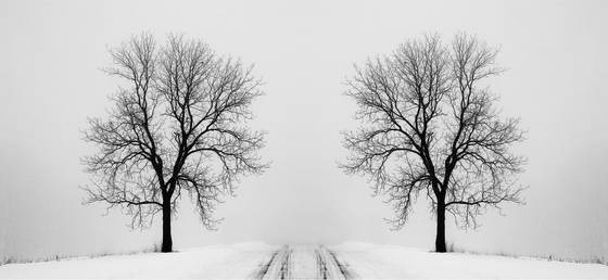Foggy_morning_trees__1