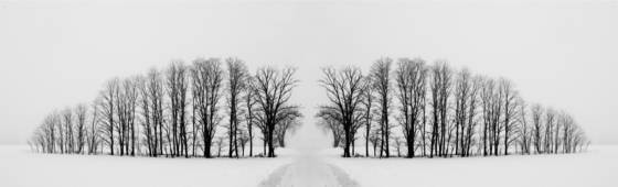 Foggy_morning_trees__2
