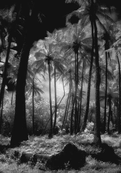 Grave_among_the_cocos_1