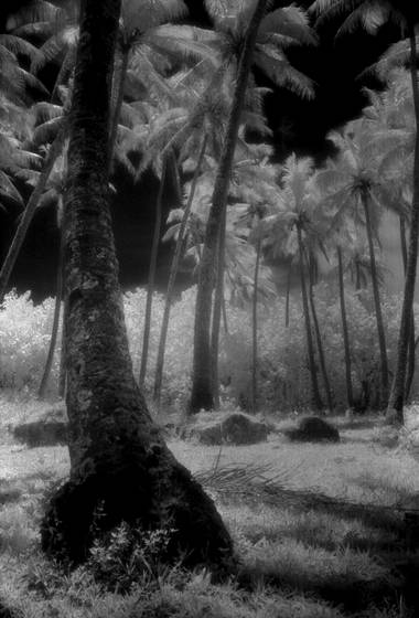 Graves_among_the_cocos_4