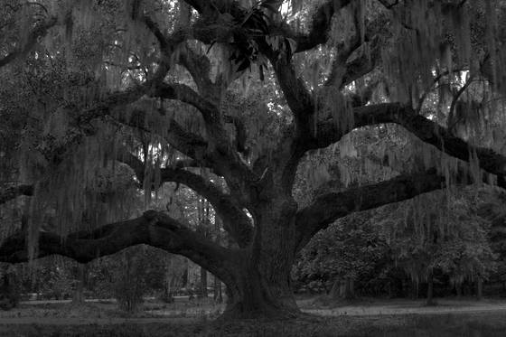 Roots_series