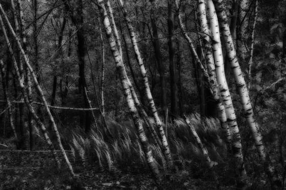 Trees_1