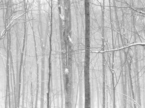 Little_river_preserve_1