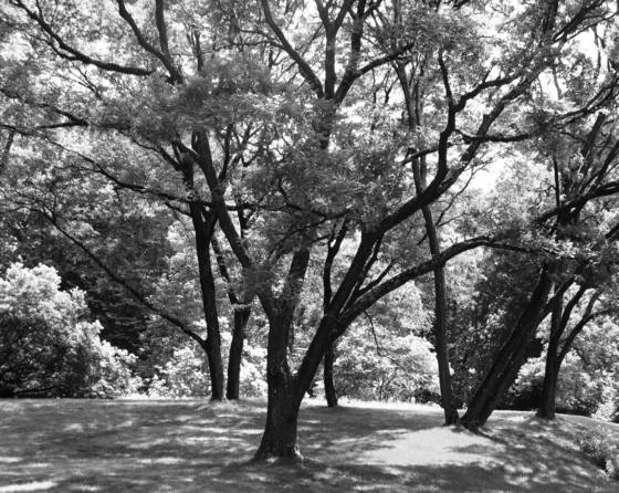 New_york_botanical_garden_-_loop_road