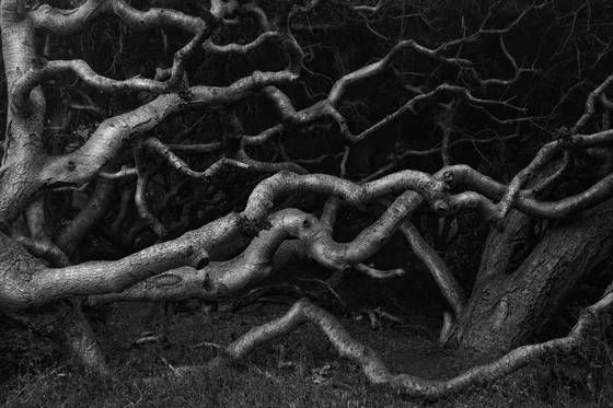 Ancient_oaks_10