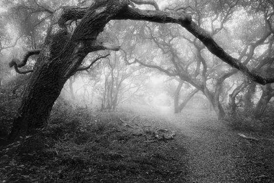 Ancient_oaks_2