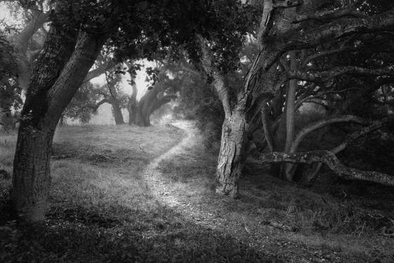 Ancient_oaks_3