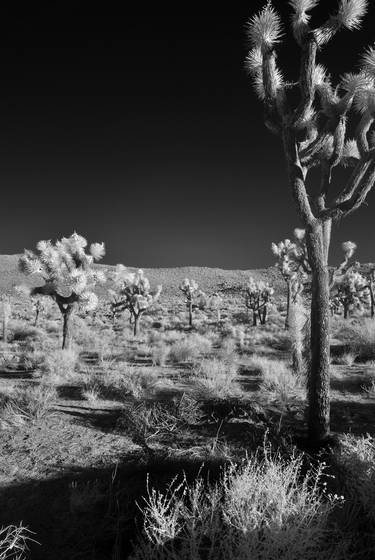 Joshua_trees_nat_l_park