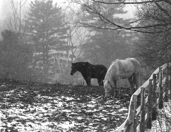 Horses