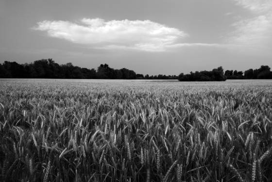 Untitled1
