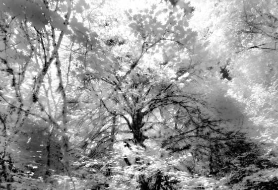 Forest_canopy