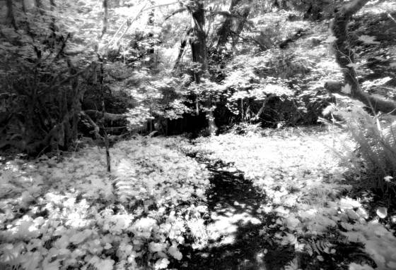 Forest_path