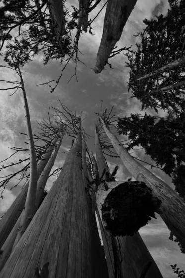 Suspended_trunk