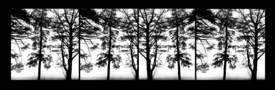 Trees_i