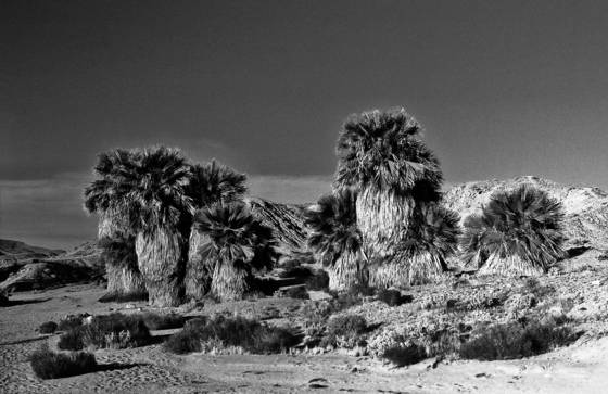 Oasis