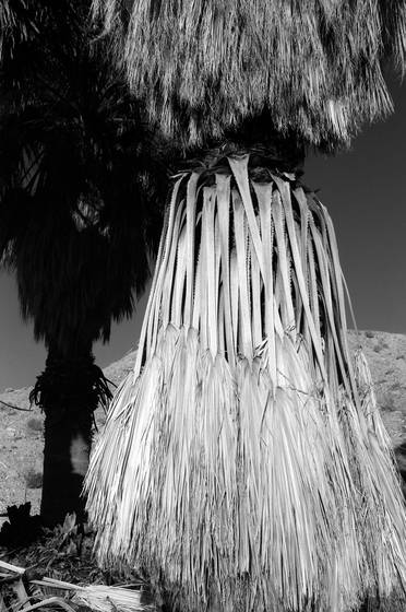 Palm_in_desert