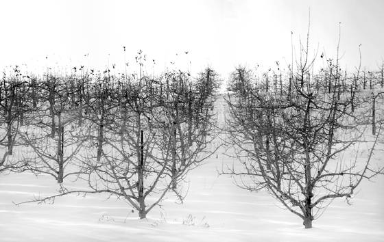 Winter_orchard