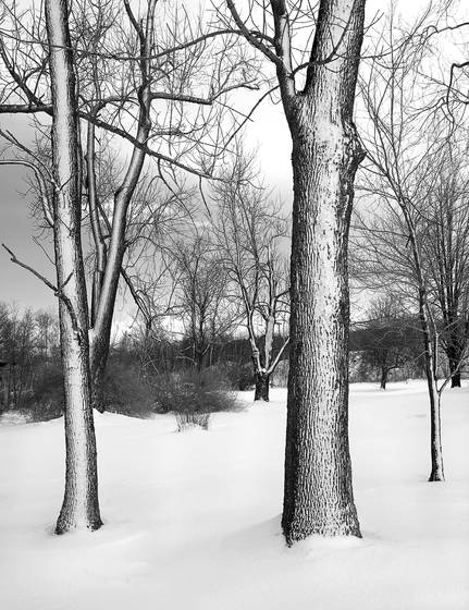 Winter_trees