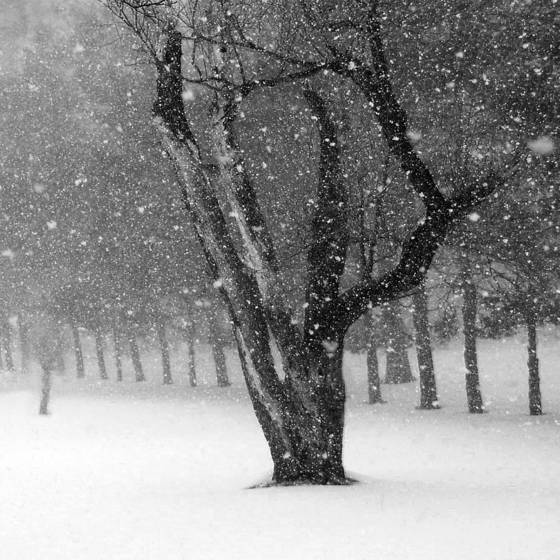 Woods_on_a_snowy_eve