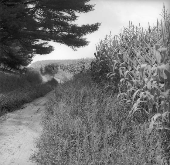 Fields__1