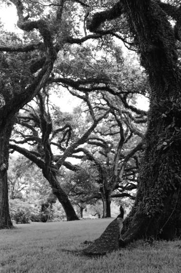 Sorcerer_oaks