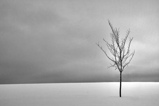 Lonely_tree