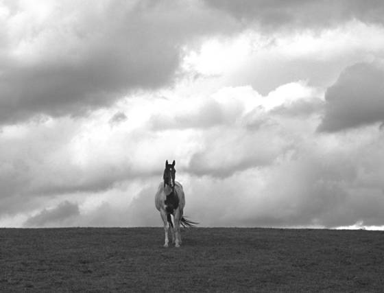 Lone_horse