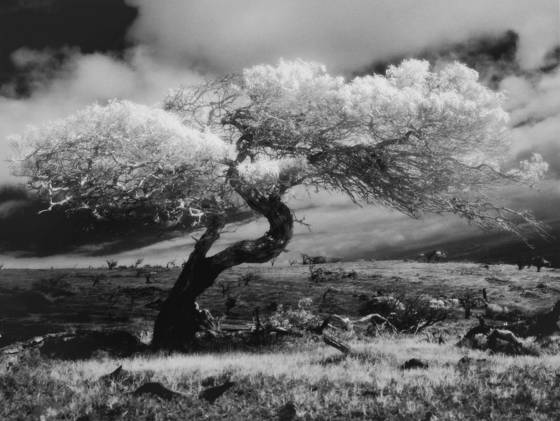 Mauna_kea_tree_study__1