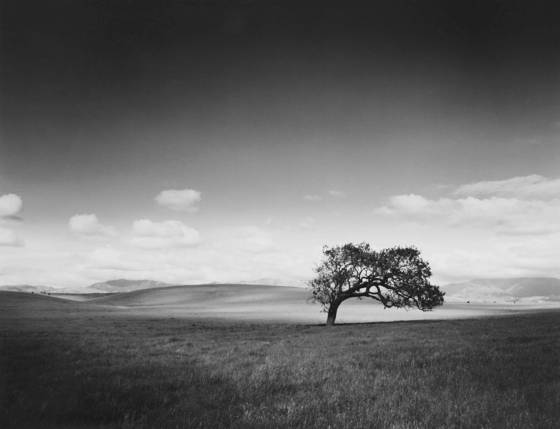 Solitary_oak