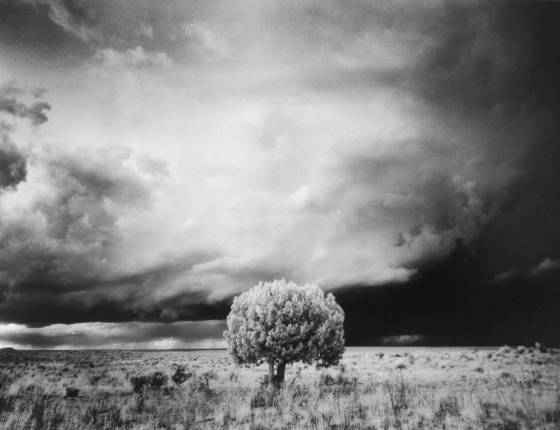 Tree_and_storm