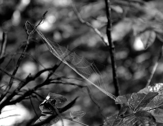 Web