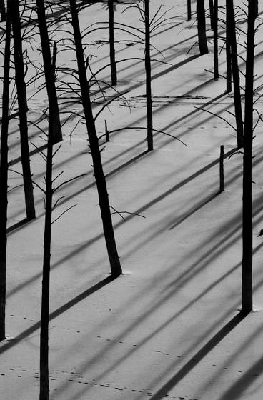 Winter_shadows