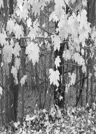 Fall