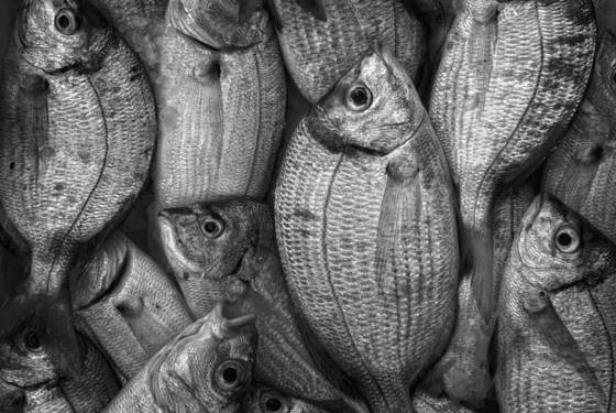 Fresh_catch