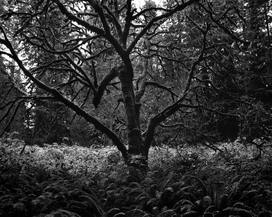 Moss_and_tree